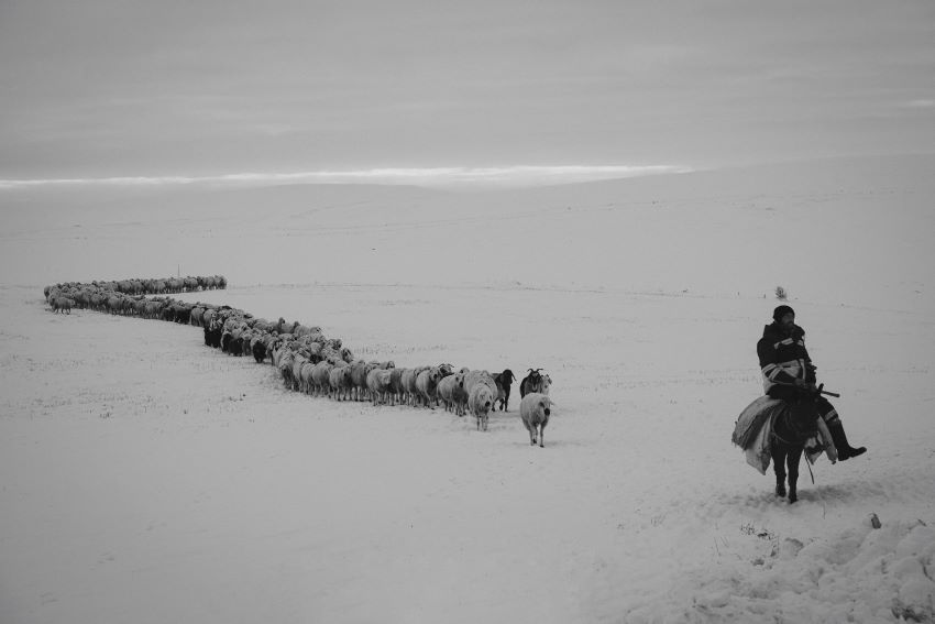 Following the Herd